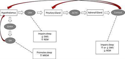 Sleep, Cognition and Cortisol in Addison’s Disease: A Mechanistic Relationship